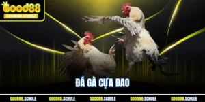 Đá Gà Cựa Dao Good88 - Chuyên Mục Mang Đến Lợi Nhuận Khủng