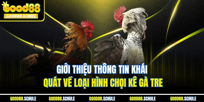Giới thiệu thông tin khái quát về loại hình chọi kê gà tre