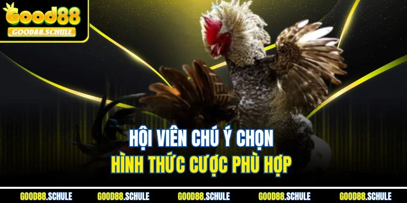 Hội viên chú ý chọn hình thức cược phù hợp