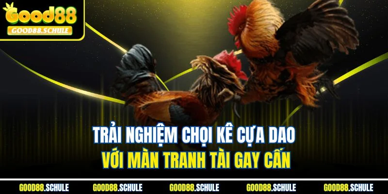 Trải nghiệm chôi kê cựa dao với màn tranh tài gay cấn