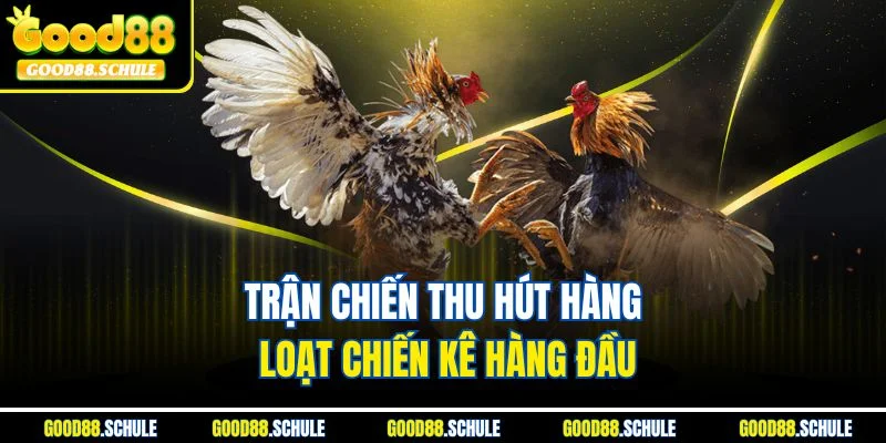 Trận chiến thu hút hàng loạt chiến kê hàng đầu
